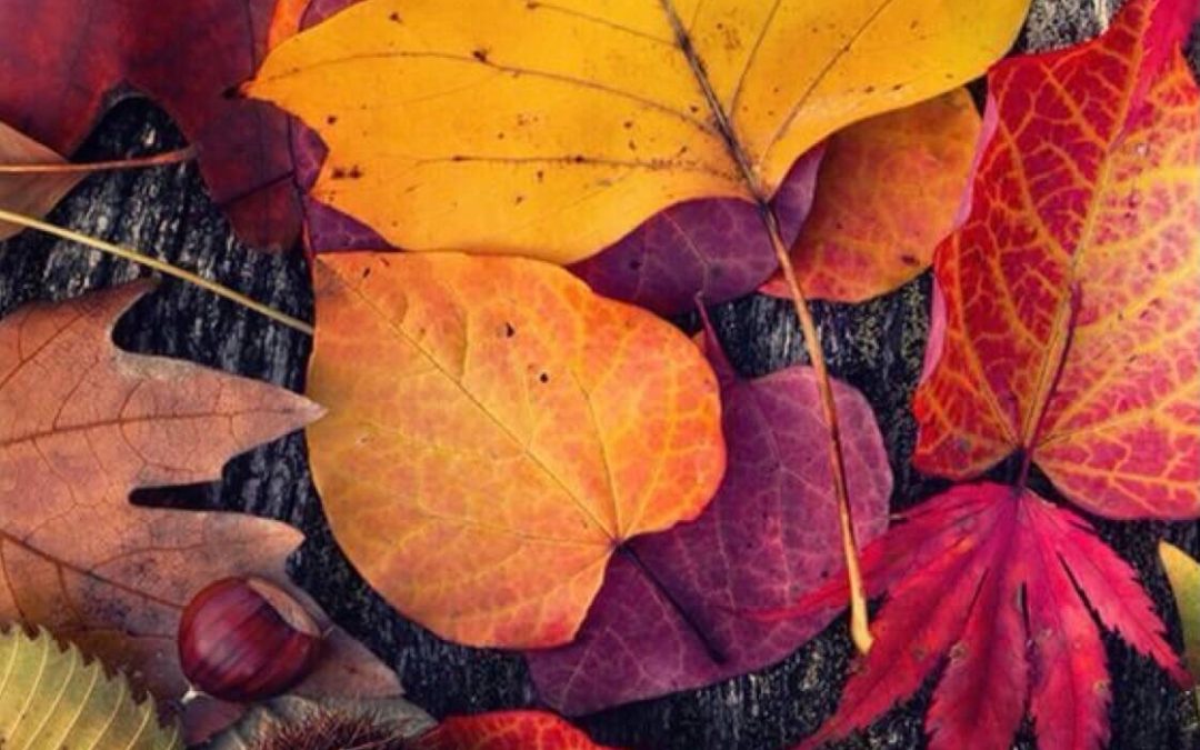 Tulipános Bölcsőde -Színes napok