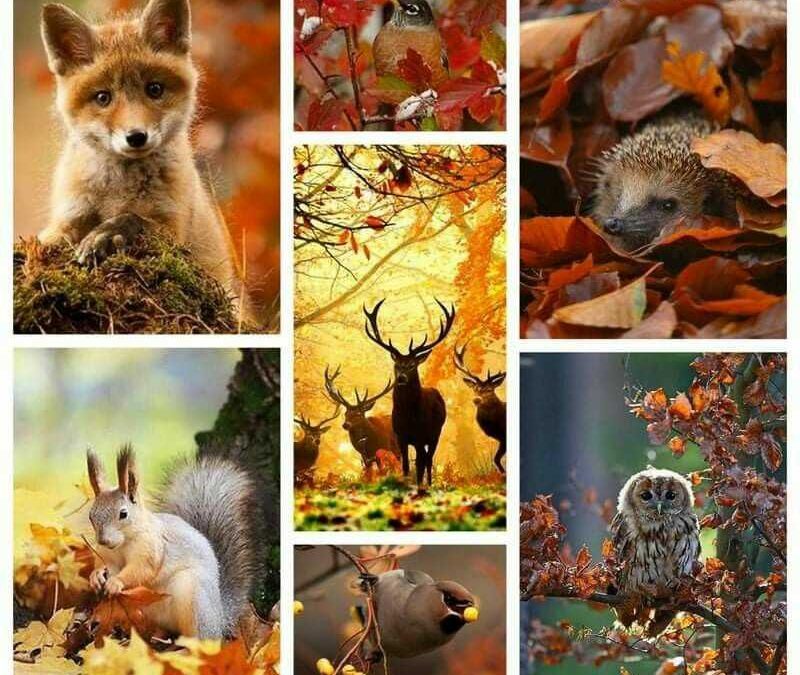 Tulipános Bölcsőde – „Ősz varázslatos világa!”